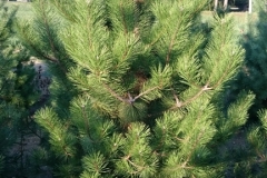 schwarzkiefer,pinus nigra,pine