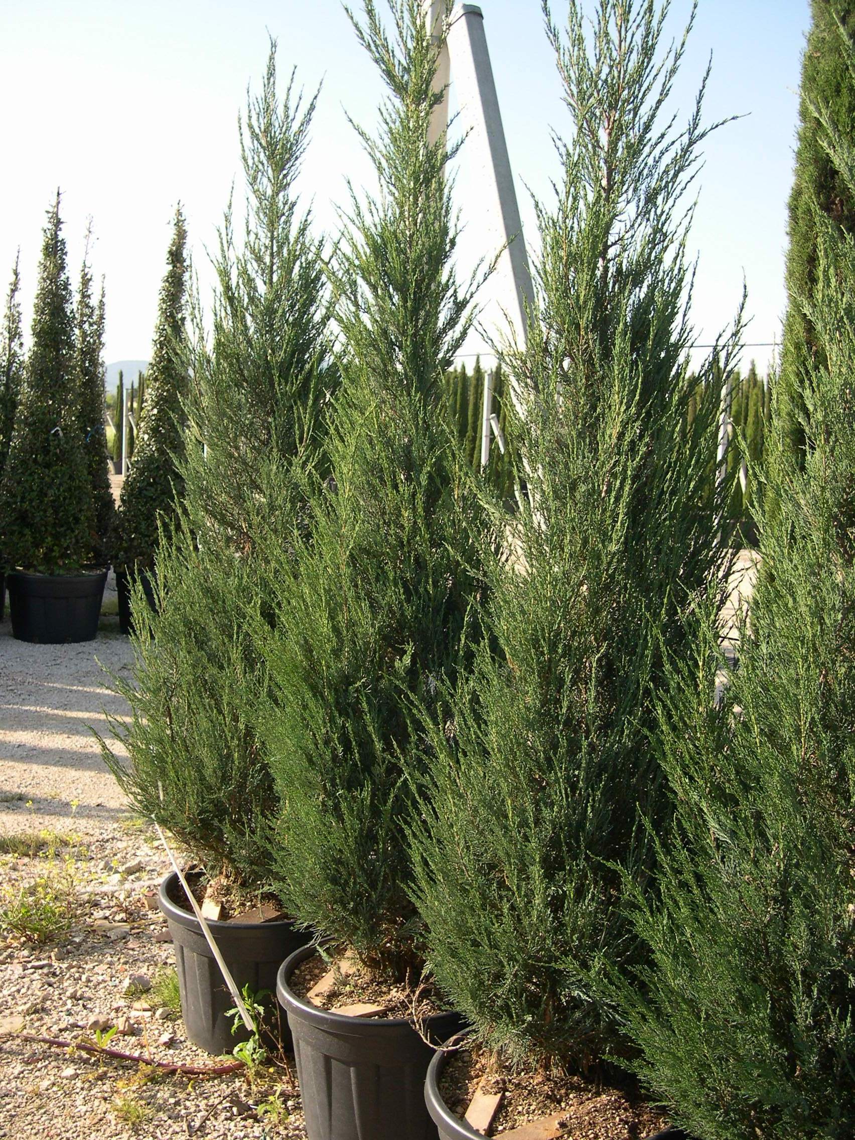 juniperus 200-250 - Vivai Idea Verde